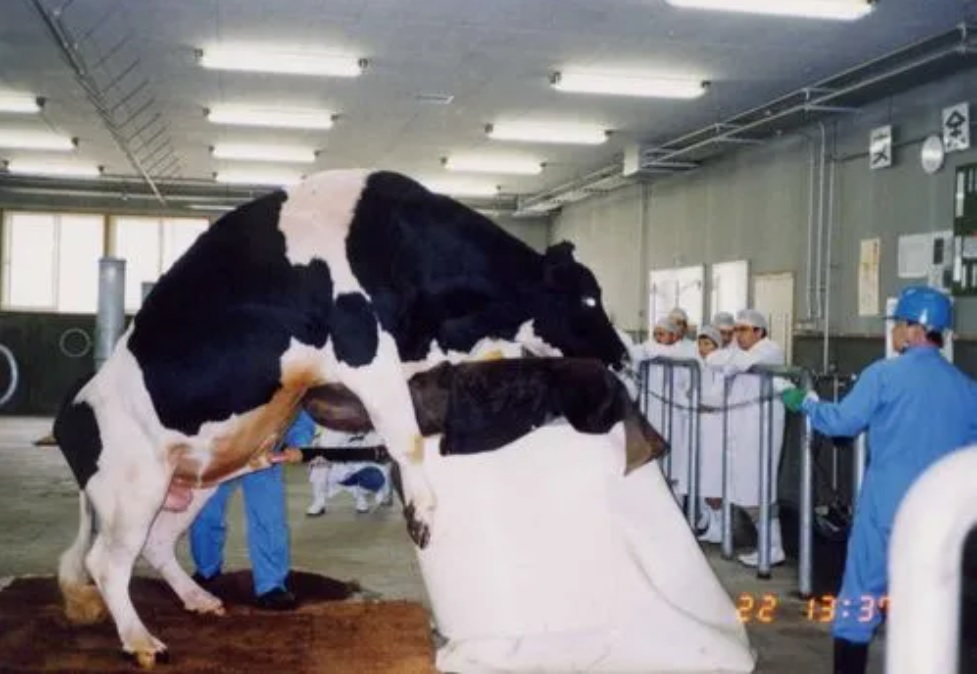 Jiang s Artificial Insemination Expert