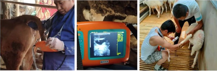Jiang s Artificial Insemination Expert